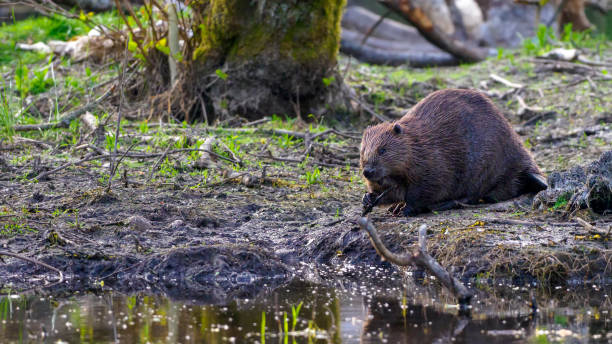 istock Eurasian Beaver (Castor fiber) by a pond in Scotland 1495444780