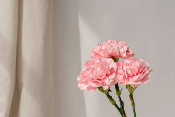 istock Pink carnation flowers bouquet on beige wall background with sun light rays, elegant floral greeting card, postcard or wedding design template 1495445927