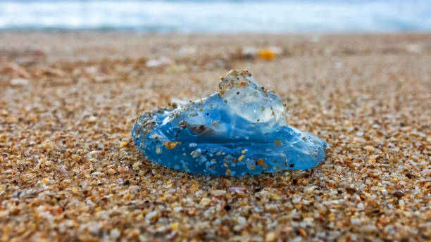 istock blue jellyfish on the sea sand close-up 1495445930