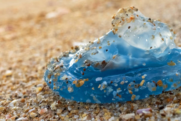 istock blue jellyfish on the sea sand close-up 1495445934