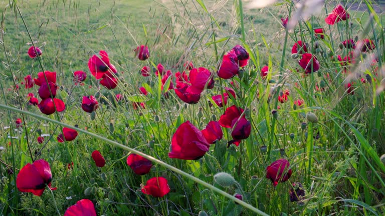 poppies blowing in the wind