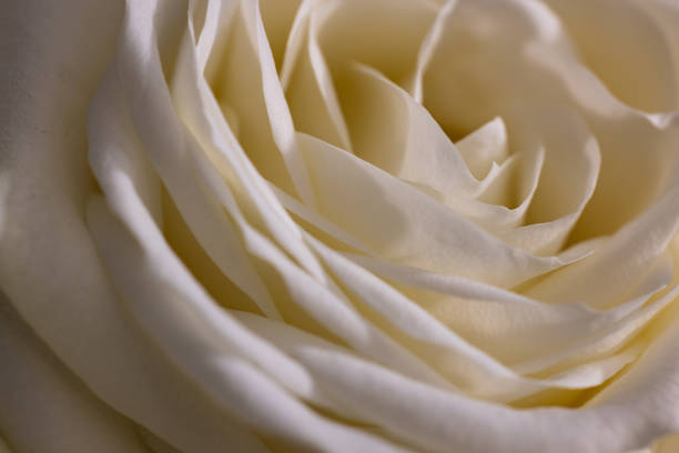 An intimate macro view of a pristine white rose, capturing the gentle folds of its petals in exquisite detail. The image exudes feelings of purity, love, and tranquility, embodying timeless beauty.