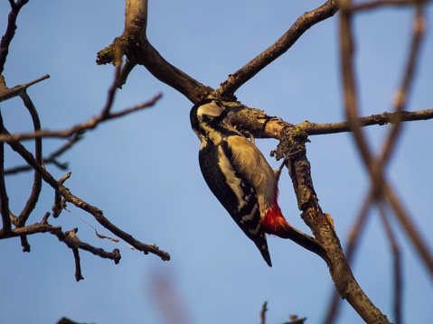 A small colorful bird perched on a gnarled tree branch in a bkue sky