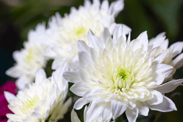 istock Delicate Petals: Macro Close-Up of a White Chinese Aster 1495447214