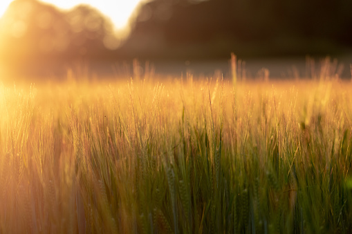 Close up of barley growing in a field as the sun is setting during a heatwave