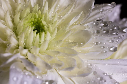 A graceful and dewy macro view of a white Chinese aster blossom, its petals adorned with shimmering water droplets