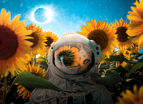 An artwork of an astronaut hiding in a sunflower field while a solar eclipse happening.