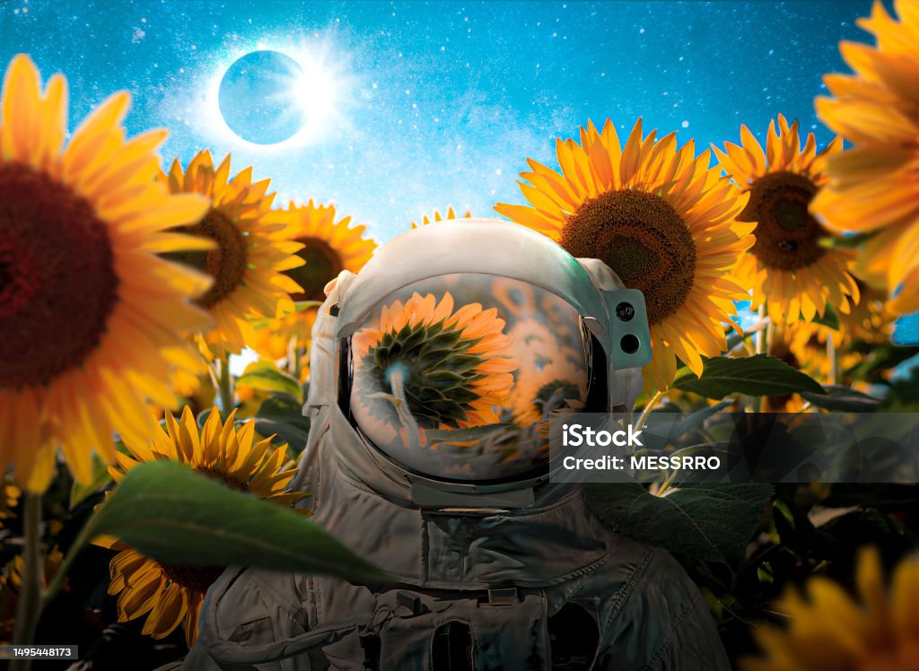 Astronaut between sunflowers An artwork of an astronaut hiding in a sunflower field while a solar eclipse happening. Sunflower Stock Photo