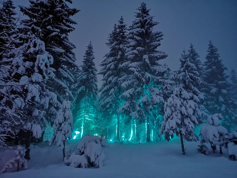 Bluish lights at night in a pine forest covered with snow