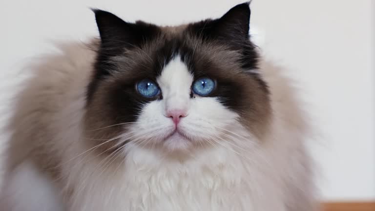 Gorgeous purebred ragdoll cat with bright blue eyes sitting on the floor and looking at the camera. High quality 4k footage