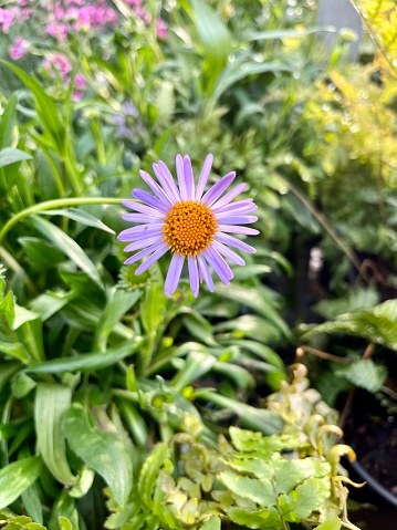 The top down view of a beautiful alpine aster bloom.