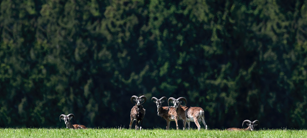 A large landscape picture of a herd of wild mouflons (Ovis Gmelini ) on a meadow looking into the camera, a dark forest in the background, minimalism, copy space, negative space