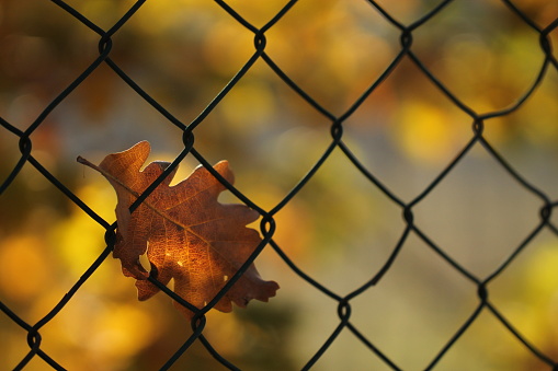 An oak leaf on a fence in autumn