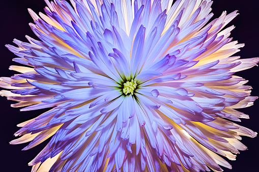 Close-up shot of a beautiful backlit Purple Chrysanthemum flower.