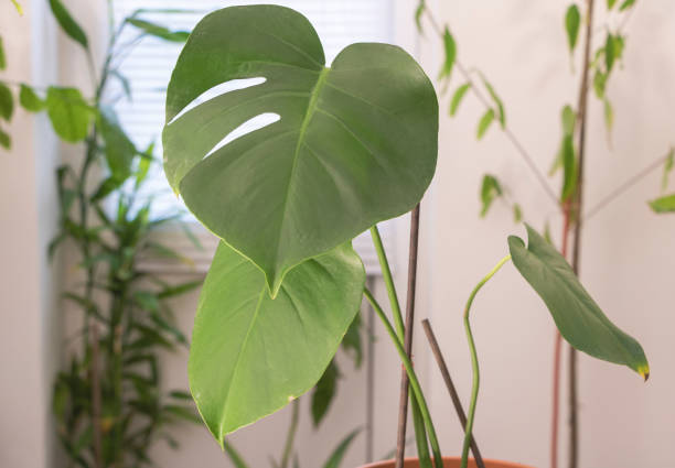 istock Monstera Deliciosa plant in a pot on the windowsill 1495453471