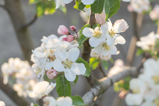Blossoming branch of apple tree in spring, close-up.