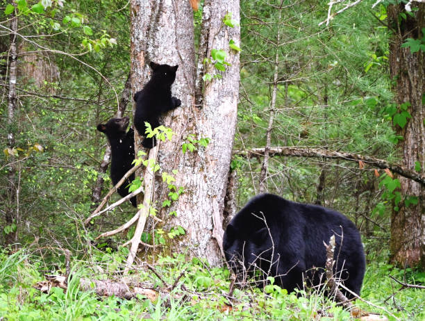 istock Black Bear Family 1495453504