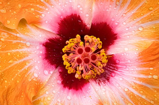 Macro focus stacked shot of a stunning orange Hibiscus flower after the rain.