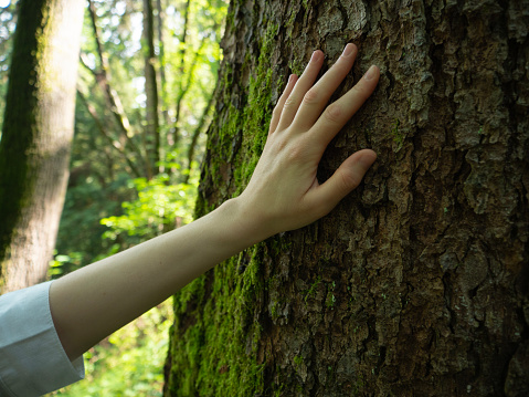 hand touches the bark of the tree, sustainable concept
