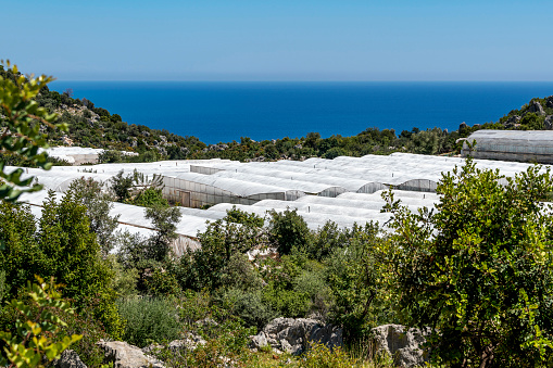 Greenhouses built among the trees at around the Demre - Myra district of the Mediterranean region of Turkey.