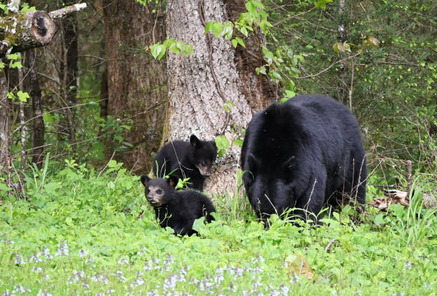 istock Black Bear Family 1495458589