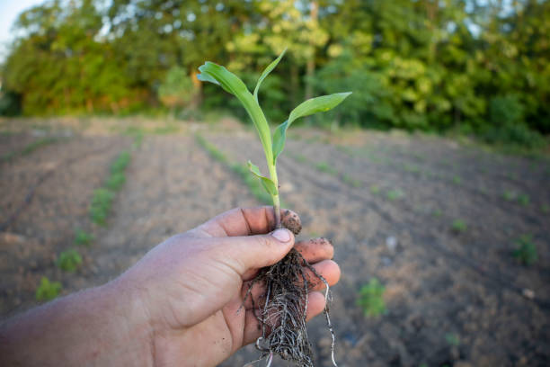 istock Young stalk of corn with roots in hand. 1495458706