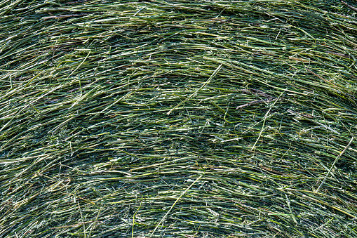 Close-up of a round alfalfa bale.