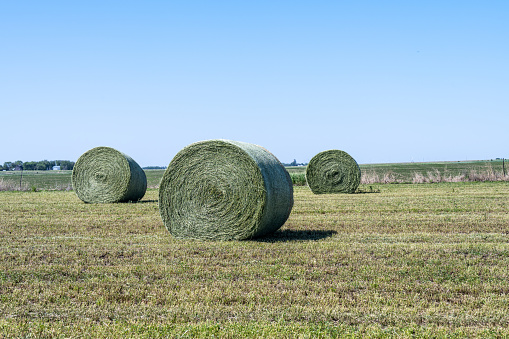 Stubble field in summer with blue sky and yellow golden straw rolls