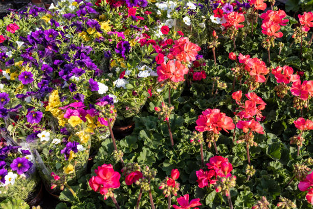 istock Garden flowers 1495460257