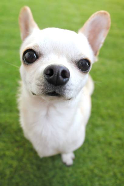 istock Chico the cute chihuahua dog 1495460650