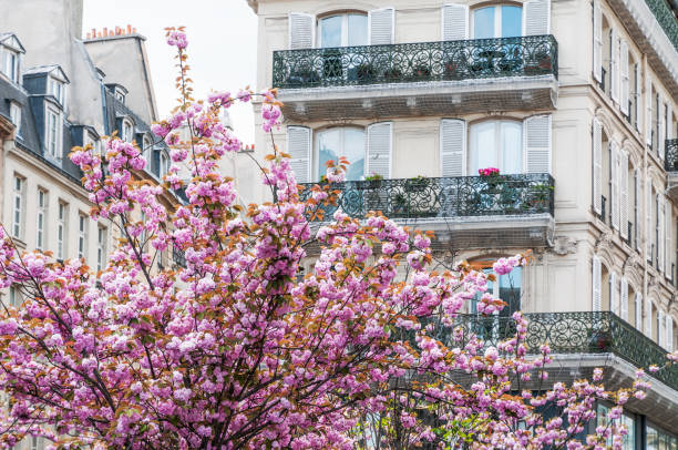 istock Parisian facade with pink sakura 1495463234