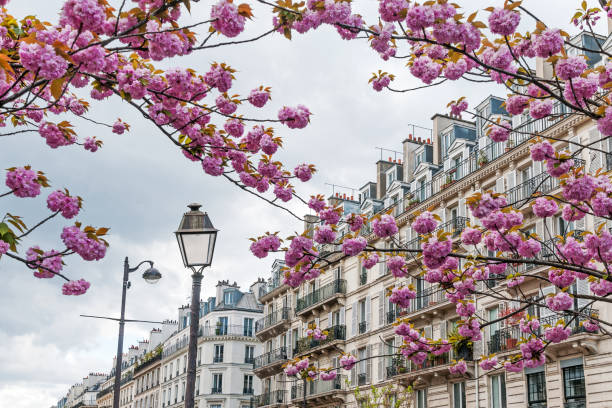 istock Parisian facade with pink sakura 1495463236