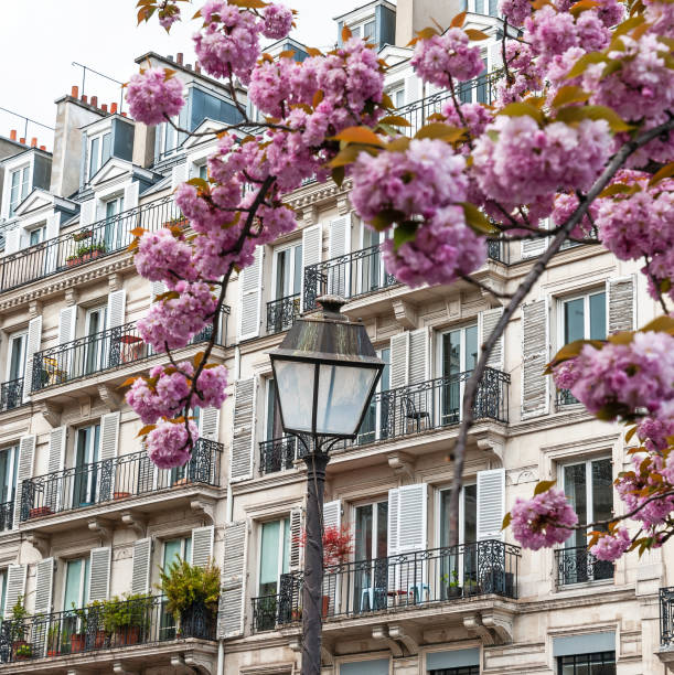istock Parisian facade with pink sakura 1495463241