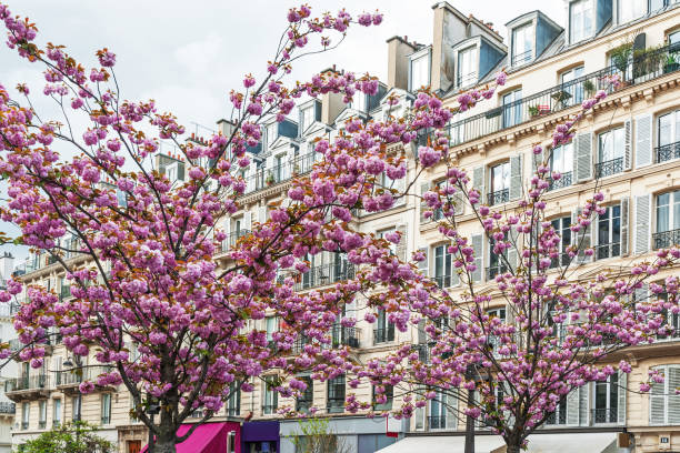istock Parisian facade with pink sakura 1495463242