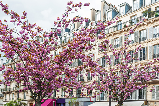 Paris : Parisian building facade with pink sakura flowered. France, April 7, 2023