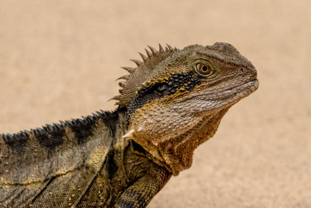 istock Wild Australian lizard seen in Australia 1495463376