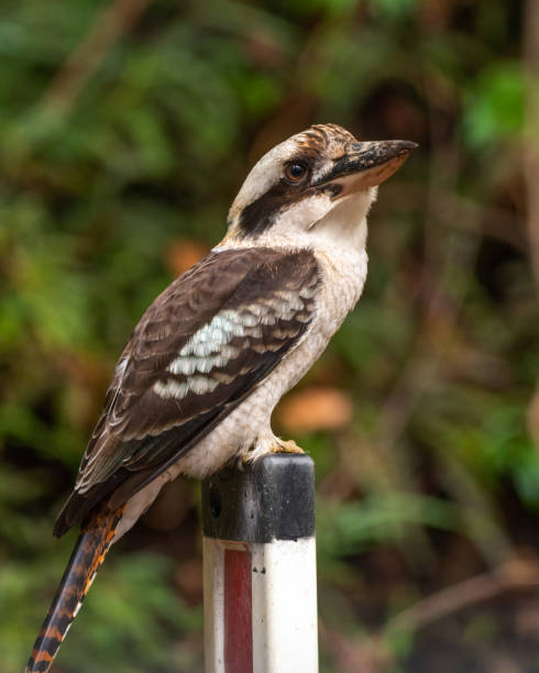 istock Wild Kookaburras seen in native Australia (Dacelo) 1495463897