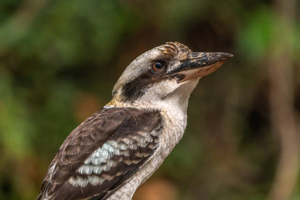 Wild Kookaburras seen in native Australia (Dacelo) Wild kookaburra seen in New South Wales, Australia with blurred background. kookaburra stock pictures, royalty-free photos & images