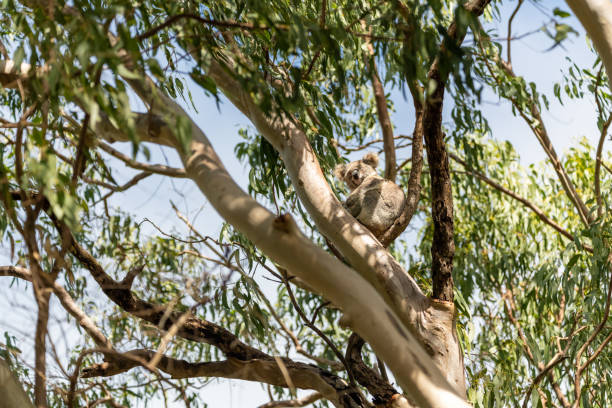 дикий медведь коала замечен в естественной среде обитания за пределами залива байрон, новый южный уэльс, австралия. - 5560 стоковые фото и изображения