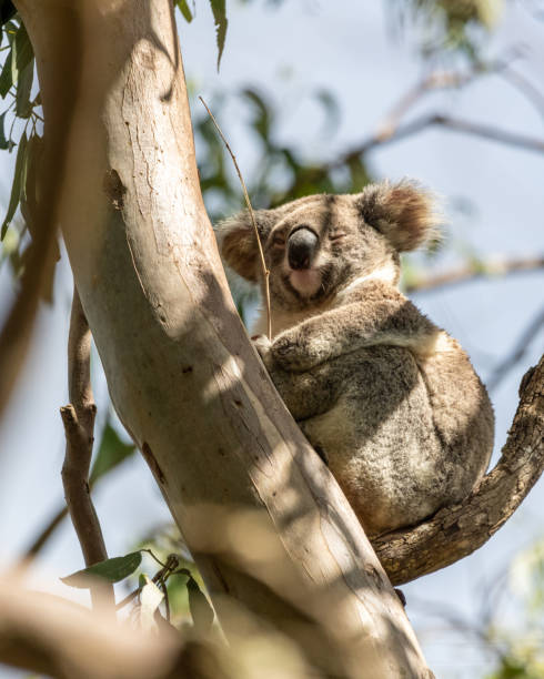 オーストラリアのニューサウスウェールズ州バイロンベイ外の自然の生息地で見られる野生のコアラベア。 - 5563 ストックフォトと画像