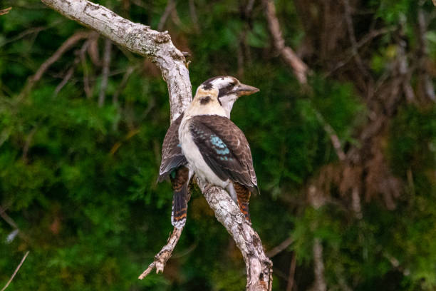 istock Wild Kookaburras seen in native Australia (Dacelo) 1495464050