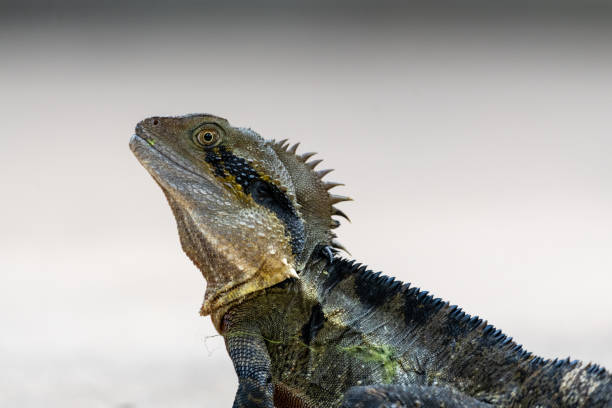 istock Wild Australian lizard seen in Australia 1495464154