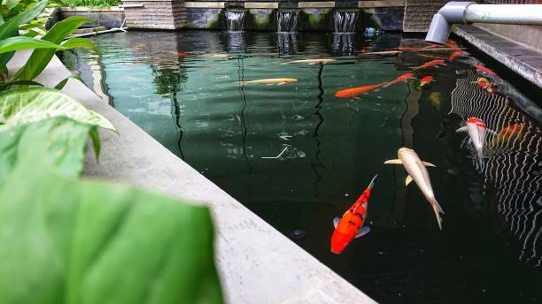 istock Captivating Beauty: Koi Swimming in a Pond 1495464446