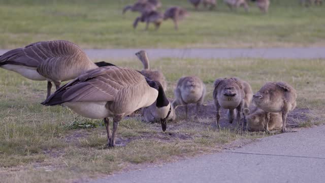Cute baby geese, goslings, in city park during sunset. Stanley Park, Downtown Vancouver, BC, Canada.