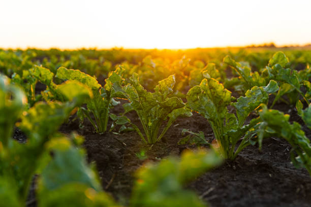 istock Close up green young sugar beet plants. Sugar beet field with sunset sun. Growing sugar beet. Agrarian business. Agricultural scene. Soft focus 1495465921