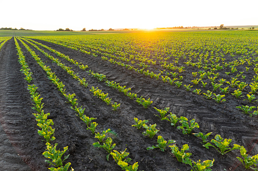 Rows of sugar beet seedlings field. Young Sugar Beet Plants. Sugar beet field with sunset sun. Agrarian business. Agricultural scene