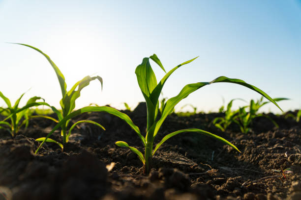 istock Close up green young corn maize plants. Fresh green sprouts of maize. Growing corn. Agrarian business. Agricultural scene. Selective focus 1495465932