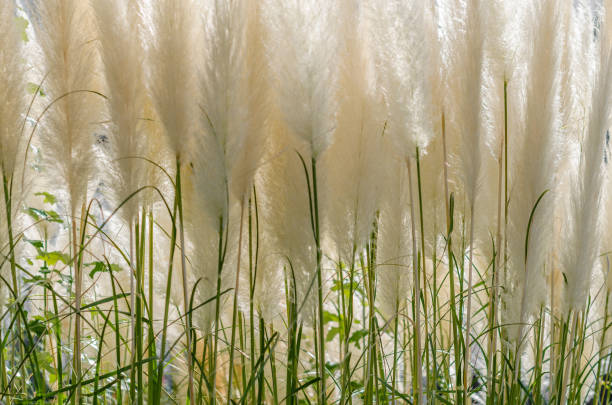 decorativo fundo de grama - reedgrass - fotografias e filmes do acervo