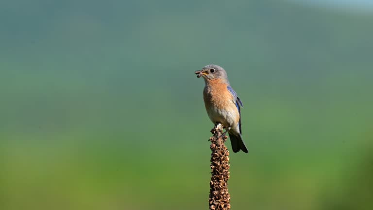 Eastern bluebird female perching and eating insect