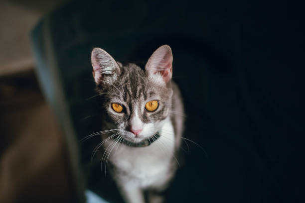 portrait of a cat in half shadow of sun light
